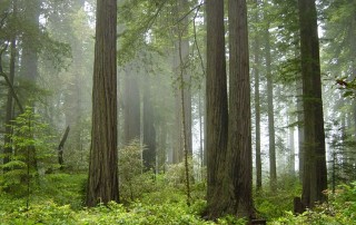 Yurok Becomes First Tribe