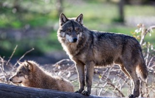 Howling Wolf Captured