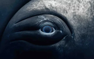 Up-Close Photos of Whale Eyes and Other Intimate Images by a Photographer Living at Sea [Interview]