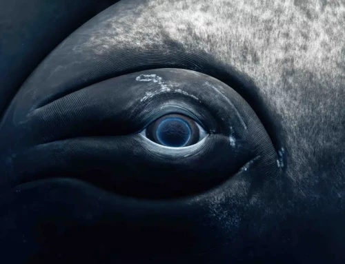 Up-Close Photos of Whale Eyes and Other Intimate Images by a Photographer Living at Sea [Interview]