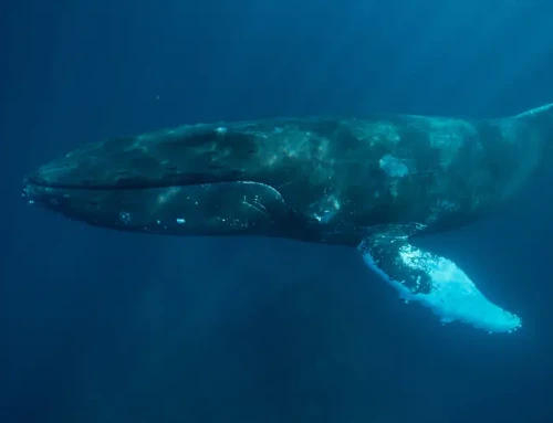 Videographer Loses Camera in Vancouver Island Waters and Accidentally Films Stunning Humpback Whale Footage